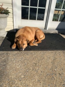 Diesel likes to sleep outside the office door as guard dog