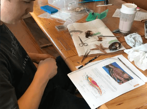 Ace dissecting a crawfish, sea star, and clam
