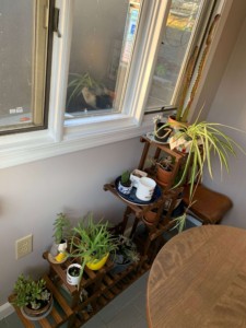 Less of a dining room and more of a plant room
