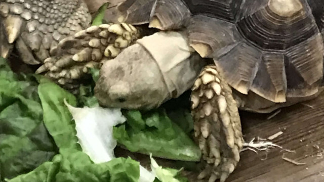 Jase took this very up-close and personal photo of the turtle eating