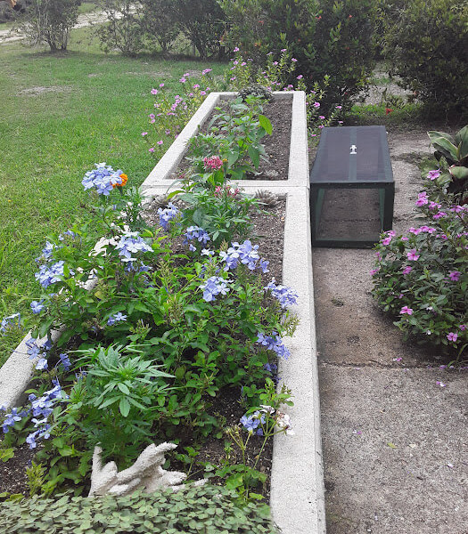Strawberry plants and flowers in the planters