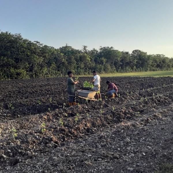 Planting the seedlings
