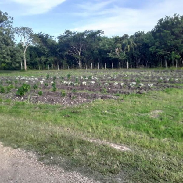 Then almost ready to harvest