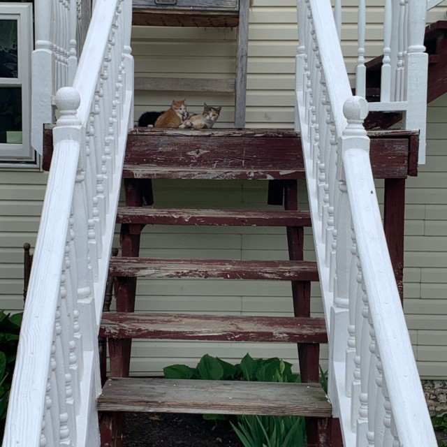 We had kittens in May!