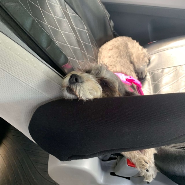 If you zoom in, you can see the pain in her eyes at having to be on a car ride.