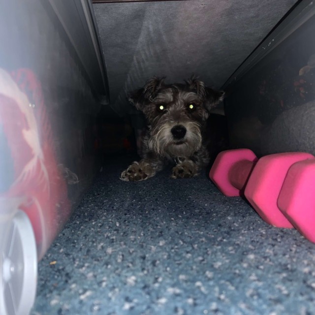 Hani has taken to hiding under the bed. Usually it's because of fireworks, but sometimes it's just for fun