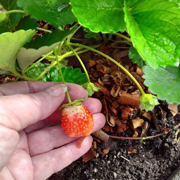 The strawberry plants and our first berry, with more on the way.