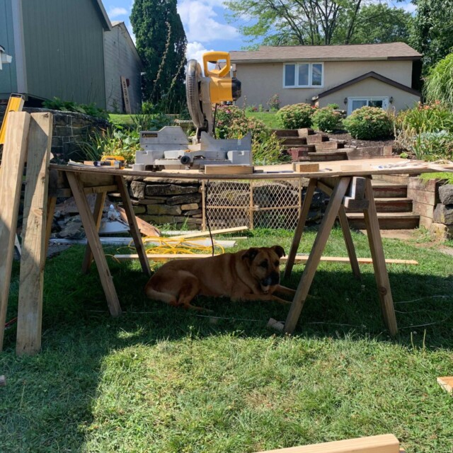 Diesel chilling under the work bench.