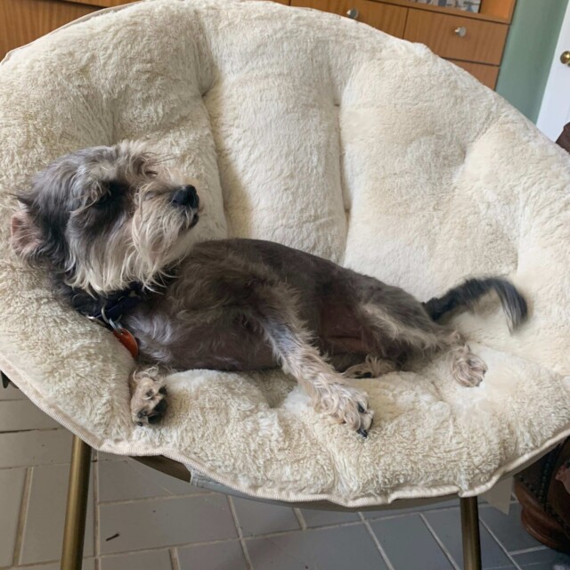 Hani lounging on a fluffy chair