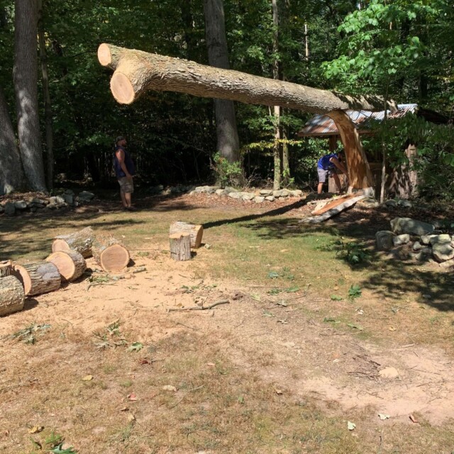 One of the trees mid cut