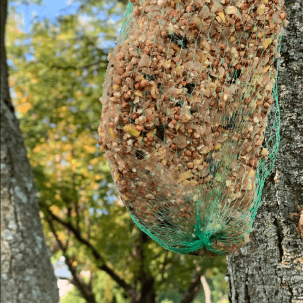 Parker's suet project,
partially eaten!