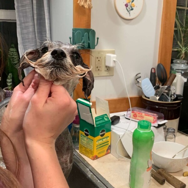 Grace and Emi have started helping me groom Hani. Grace does a beautiful job of clipping her hair and suspending her as I clip the combative little beast's nails. Emi likes to watch and keep out of way of the vicious beast.
