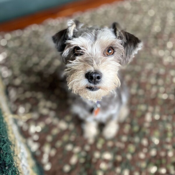 I got a new phone back in November that takes such good quality photos!