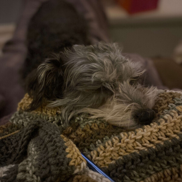 Hani has finally started laying on my lap, but only when I'm crocheting so that she can get in my way as much as possible