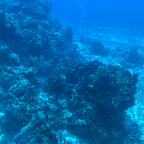 They told us that the colors of the coral reef were not vibrant because you have to have special lights under the water. Still looks amazing to me though!