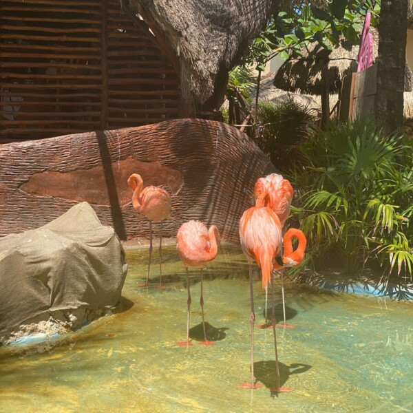 Flamingoes are real, y'all!