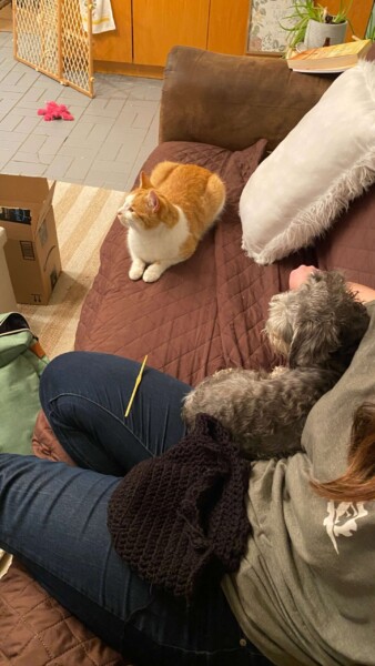 Hani is TERRIFIED of Milk. Milk just wants to eat and watch tv and terrorize Hani