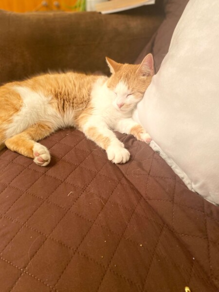 Milk has taken to coming in my house occasionally, begging for food. He already gets 3 meals form other staff at the ministry.